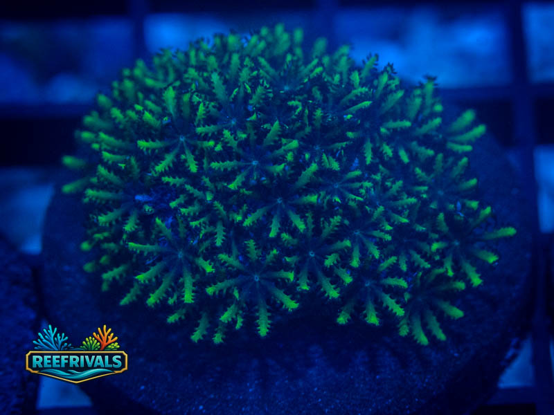 CA Blue and Green Sympodium WYSIWYG coral image | ReefRivals CA Blue and Green Sympodium coral image from ReefRivals, listed as Clavularia sp. and Soft Coral