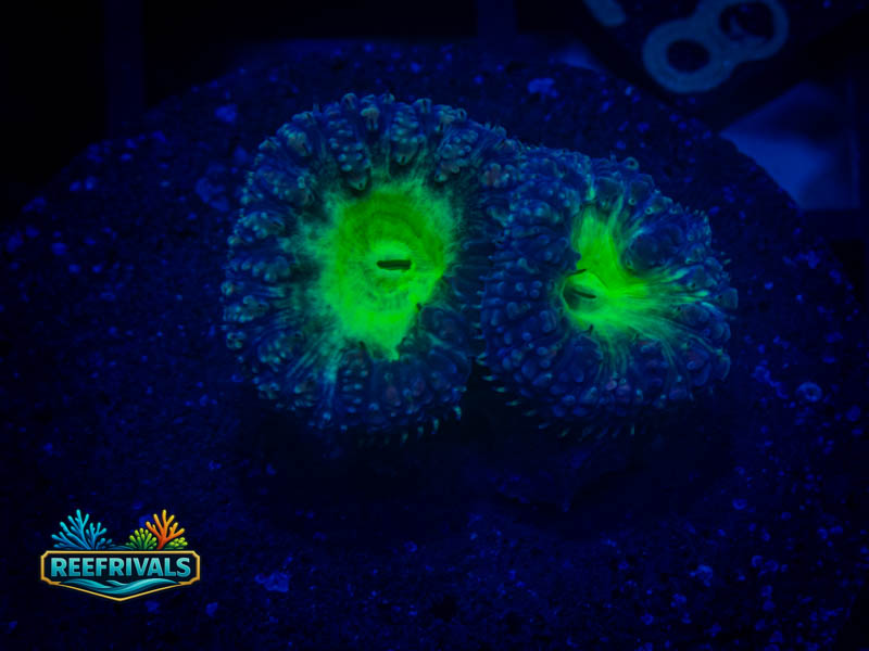 TSA Suckerberry Blasto WYSIWYG coral image | ReefRivals TSA Suckerberry Blasto coral image from ReefRivals, listed as Blastomussa sp. and LPS Fleshy