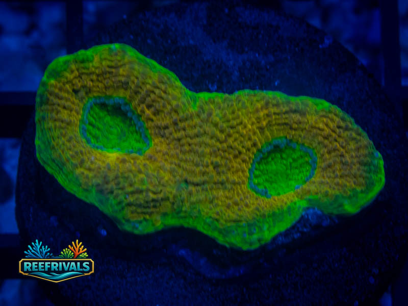 RVL Orange Sorbet Acan Echinata coral image from ReefRivals, listed as Micromussa sp. and Acans