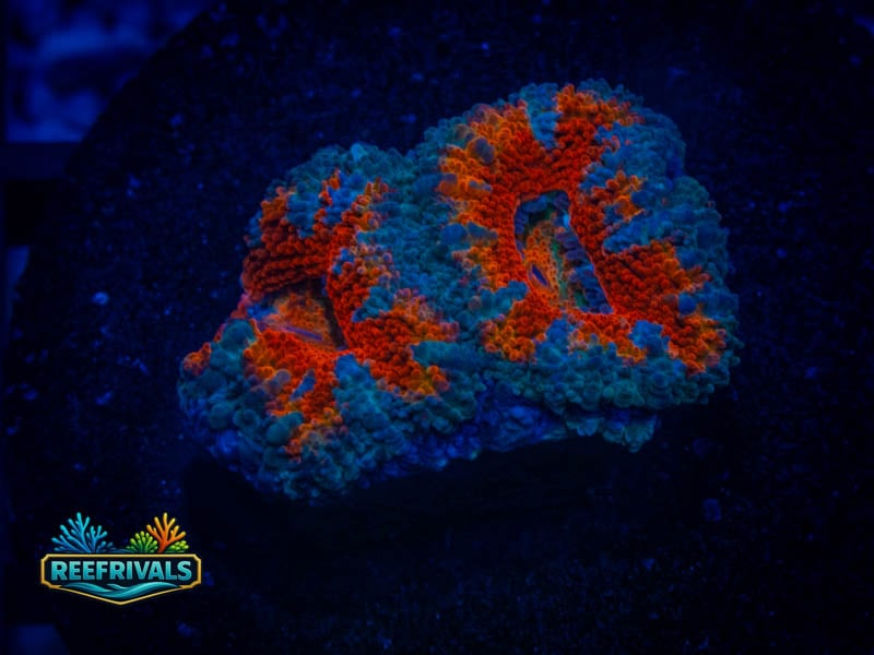 RVL Icy Blue Acan coral image from ReefRivals, listed as Micromussa sp. and Acans