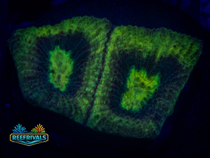TSA Irish Favia coral image from ReefRivals, listed as Favia sp. and Favias
