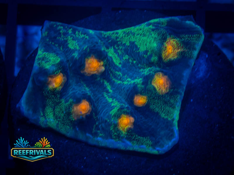 RVL Rainbow Chalice (Show Grade) coral image from ReefRivals, listed as Echinophyllia sp. and Chalices