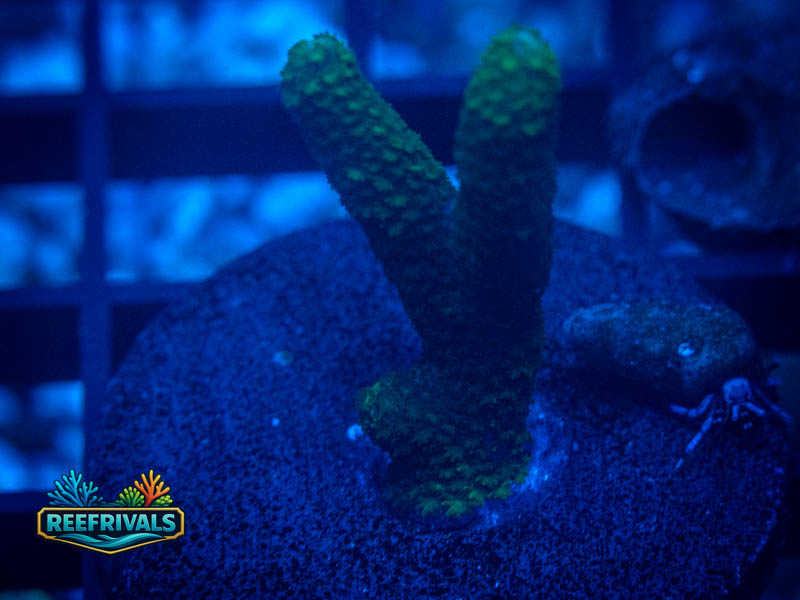 TSA Lime Digitata Montipora coral image from ReefRivals, listed as Montipora sp. and Montis