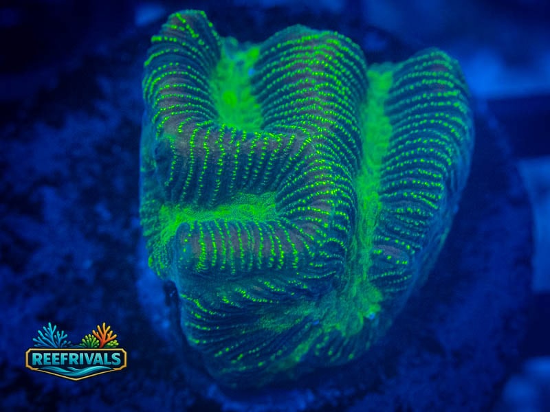 TG Neon Pinstripe Platy coral image from ReefRivals, listed as Platygyra sp. and Encrusting