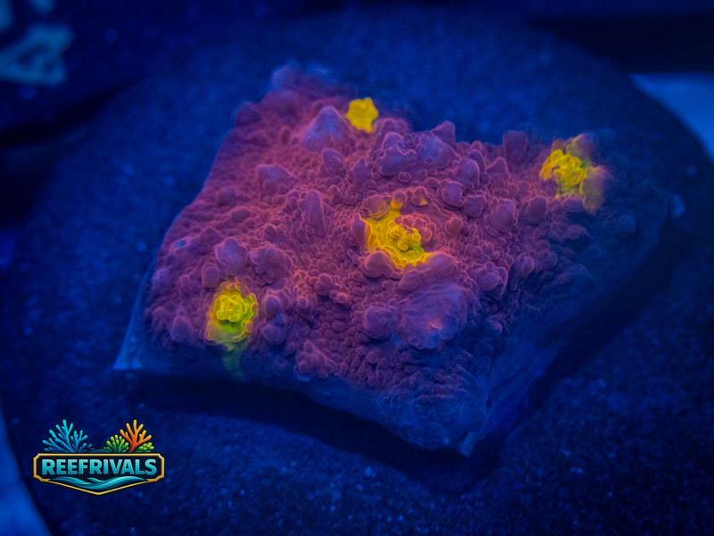 TG Golden Eye Chalice coral image from ReefRivals, listed as Echinophyllia sp. and Chalices