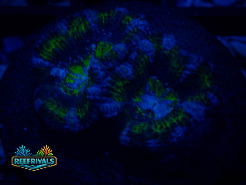 RVL Ocean Blue Acan coral image from ReefRivals, listed as Micromussa sp. and Acans