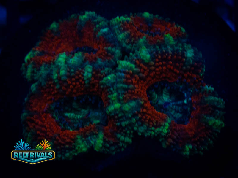 RVL Rainbow Acan coral image from ReefRivals, listed as Micromussa sp. and Acans