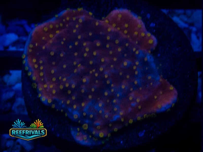 Jf Yellow Fever Monti coral image from ReefRivals, listed as Montipora sp. and Montis