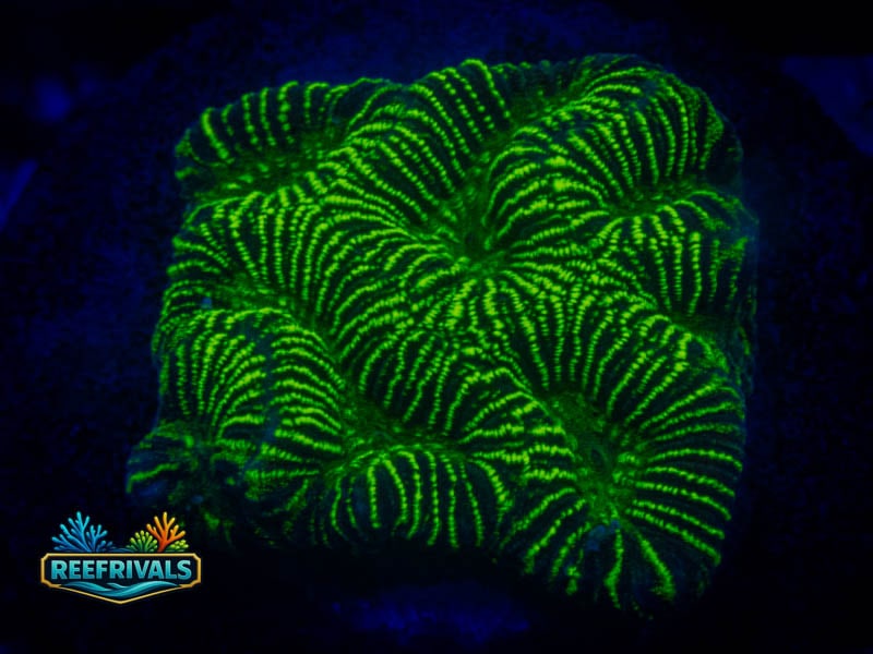 JF High Voltage Platy coral image from ReefRivals, listed as Platygyra sp. and Encrusting