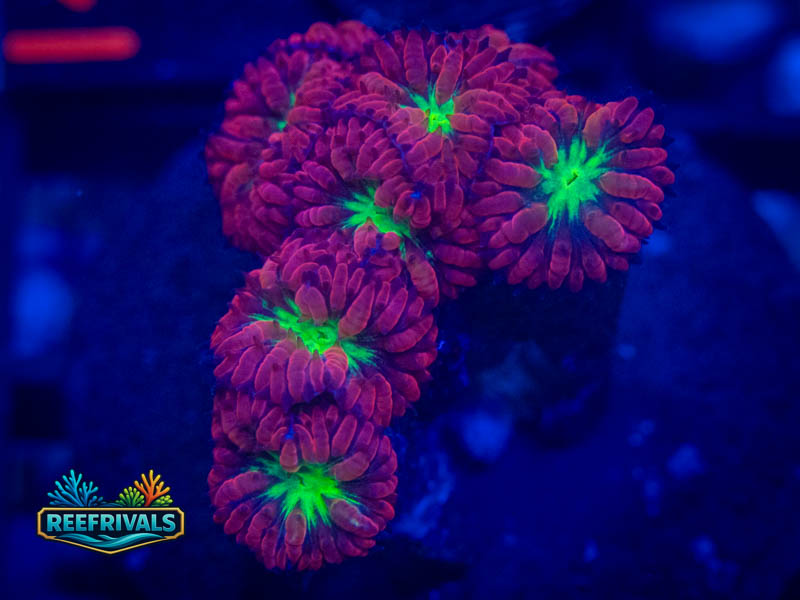 TSa Bouncing Betty Merletti Blasto coral image from ReefRivals, listed as Blastomussa sp. and LPS Fleshy