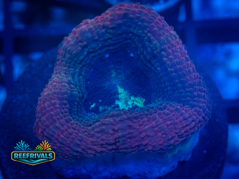 RVL Ultra Bowerbanki WYSIWYG coral image | ReefRivals RVL Ultra Bowerbanki coral image from ReefRivals, listed as Micromussa sp. and Acans