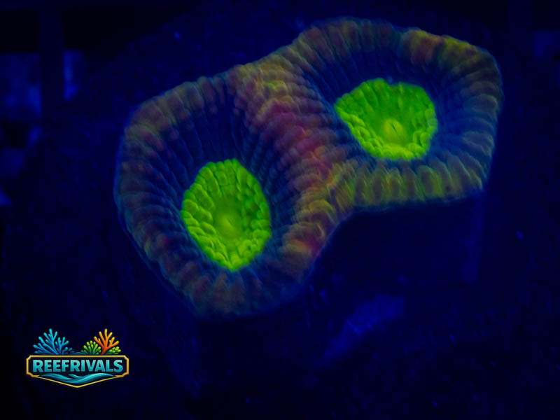 TSA Dragon Soul Favia coral image from ReefRivals, listed as Favia sp. and Favias