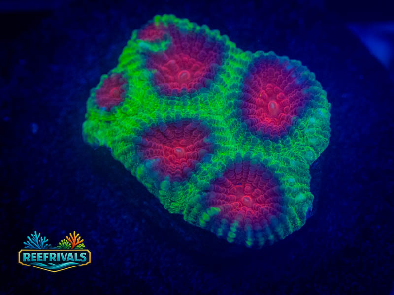 ECC Christmas Favia WYSIWYG coral image | ReefRivals ECC Christmas Favia coral image from ReefRivals, listed as Favia sp. and Favias