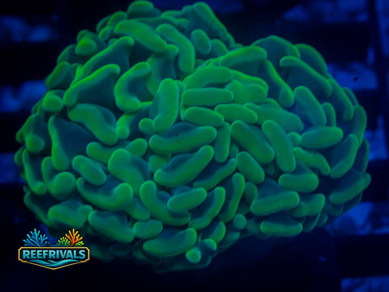 CA Aussie Neon Green Hammer WYSIWYG coral image | ReefRivals CA Aussie Neon Green Hammer coral image from ReefRivals, listed as Fimbriaphyllia ancora and Hammers