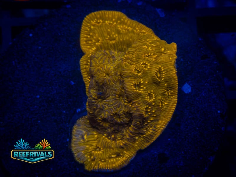 WWC Golden Pavona coral image from ReefRivals, listed as Pavona sp. and SPS Plating
