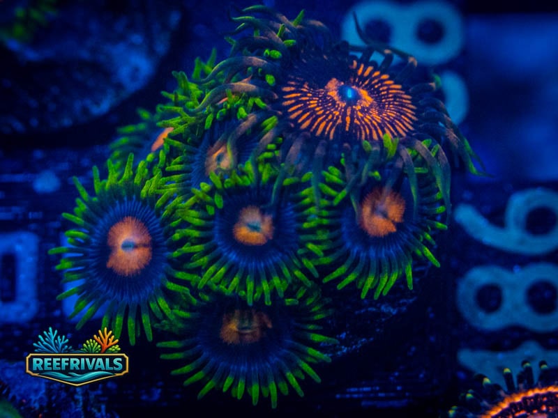 WWC Ultimate Blow Pop Combo Zoa (Mini Colony) coral image from ReefRivals, listed as Zoanthus sp. and Zoas