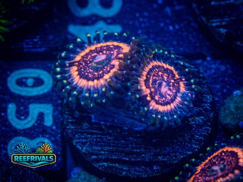 TG Devil's Armor Zoa coral image from ReefRivals, listed as Zoanthus sp. and Zoas