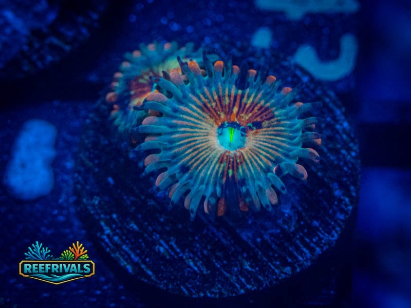 ECC White Zombie Zoa coral image from ReefRivals, listed as Zoanthus sp. and Zoas