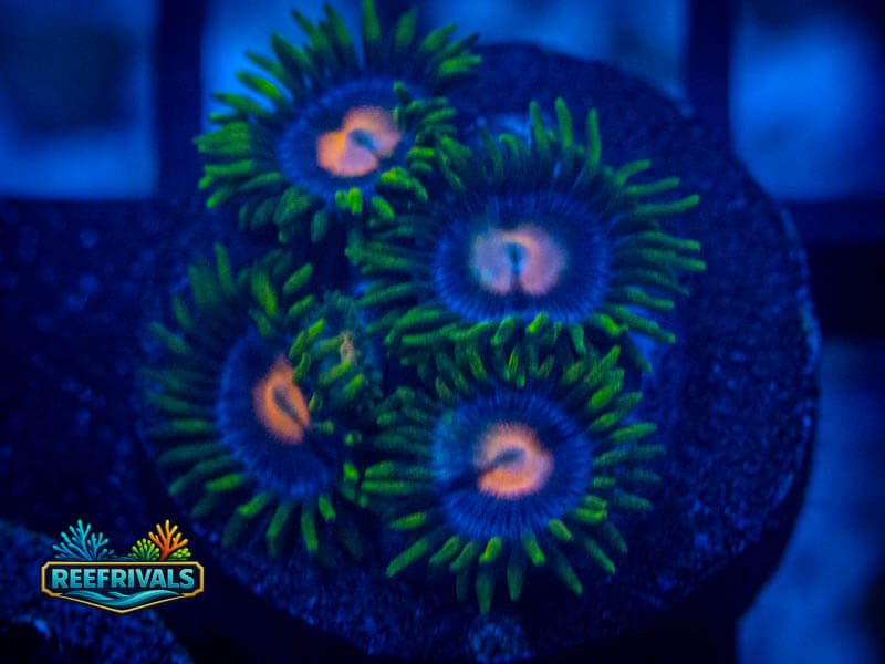 RS Blow Pop Zoa coral image from ReefRivals, listed as Zoanthus sp. and Zoas
