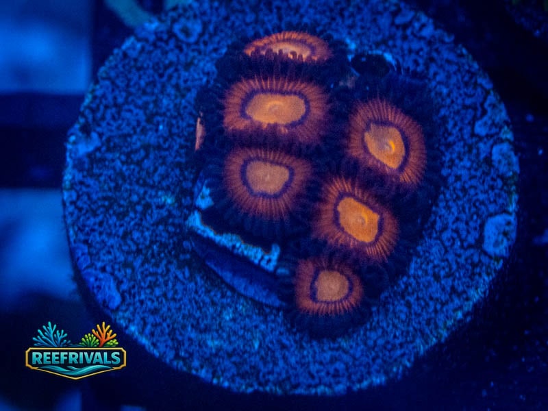 Hot Tamales Zoa coral image from ReefRivals, listed as Zoanthus sp. and Zoas