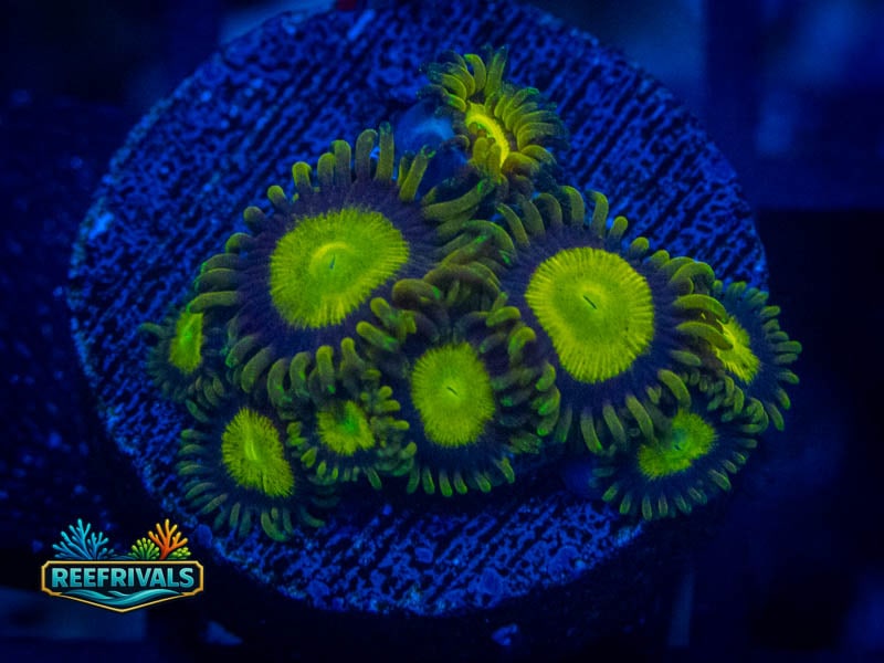 WWC King Midas Zoa coral image from ReefRivals, listed as Zoanthus sp. and Zoas