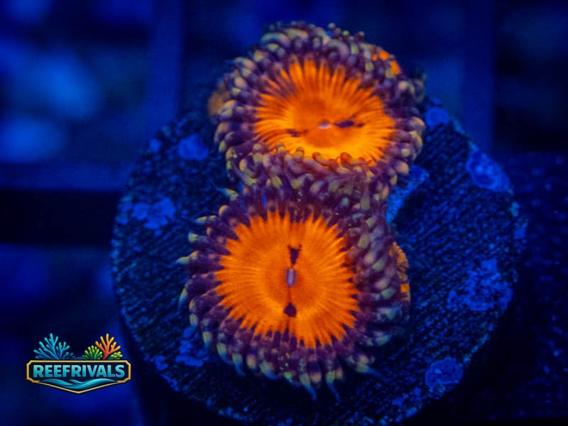 TG Bloodsucker Zoa WYSIWYG coral image | ReefRivals TG Bloodsucker Zoa coral image from ReefRivals, listed as Zoanthus sp. and Zoas
