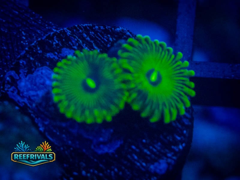 Green People Eaters Zoa coral image from ReefRivals, listed as Zoanthus sp. and Zoas
