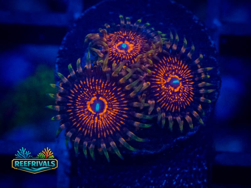 TSA God of War Zoa coral image from ReefRivals, listed as Zoanthus sp. and Zoas