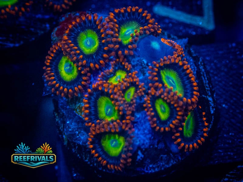 RS Emeralds on Fire Zoa coral image from ReefRivals, listed as Zoanthus sp. and Zoas