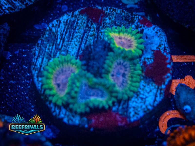 GB Golden Loepard Zoa WYSIWYG coral image | ReefRivals GB Golden Loepard Zoa coral image from ReefRivals, listed as Zoanthus sp. and Zoas