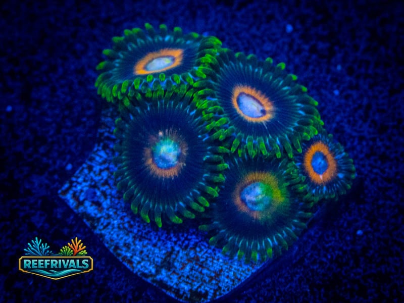 TSA Supergirl Zoa coral image from ReefRivals, listed as Zoanthus sp. and Zoas