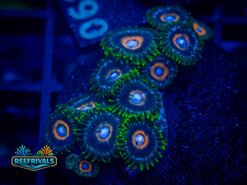 TSA Supergirl Zoa (Mini Colony) coral image from ReefRivals, listed as Zoanthus sp. and Zoas