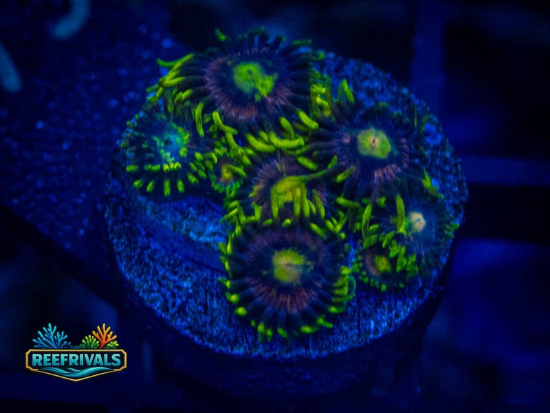 TSA Radioactive Dragon Eye Zoa coral image from ReefRivals, listed as Zoanthus sp. and Zoas