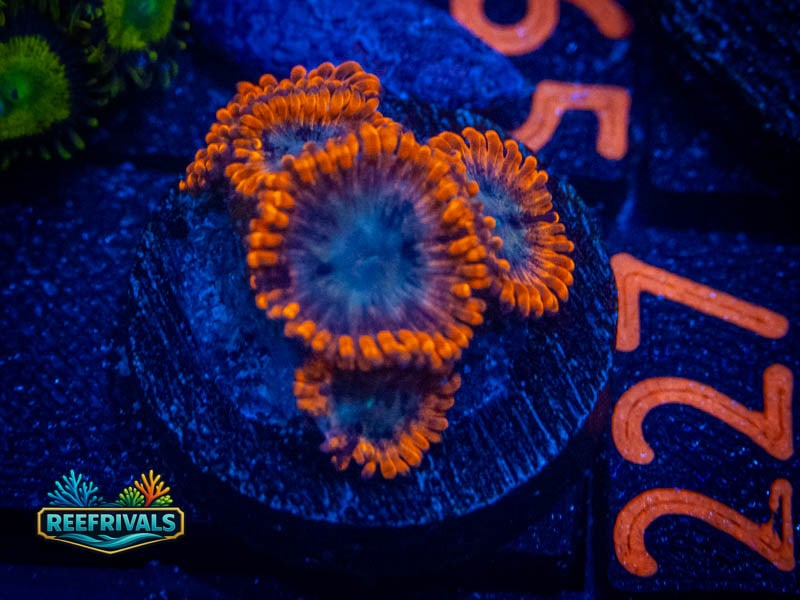 TSA Time Warp Zoa coral image from ReefRivals, listed as Zoanthus sp. and Zoas