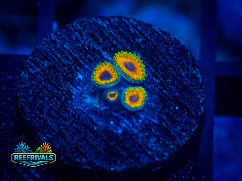 TSA Great Owl Zoa coral image from ReefRivals, listed as Zoanthus sp. and Zoas