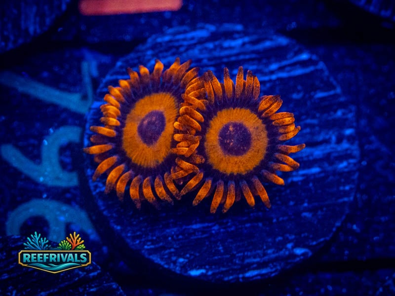 ECC Orange Oxide Zoa WYSIWYG coral image | ReefRivals ECC Orange Oxide Zoa coral image from ReefRivals, listed as Zoanthus sp. and Zoas