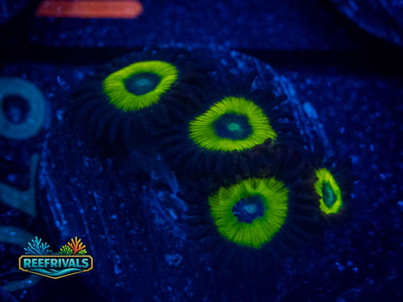 ECC Black Bella Zoa WYSIWYG coral image | ReefRivals ECC Black Bella Zoa coral image from ReefRivals, listed as Zoanthus sp. and Zoas