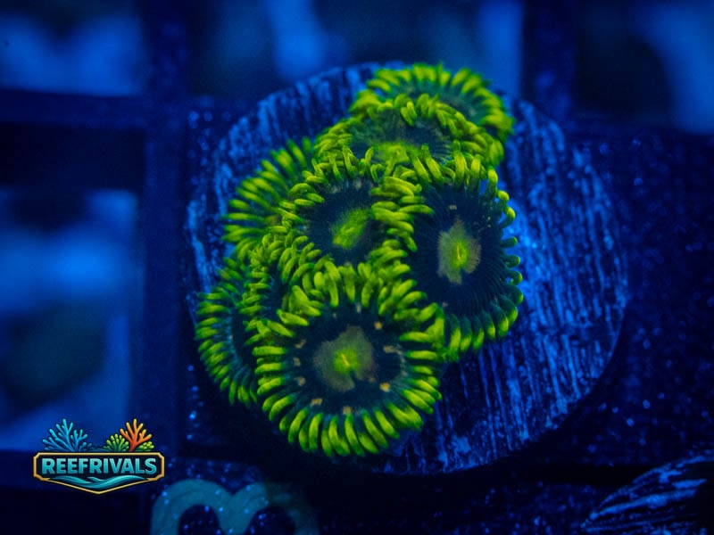 CA Blueberry Pie Zoa coral image from ReefRivals, listed as Zoanthus sp. and Zoas