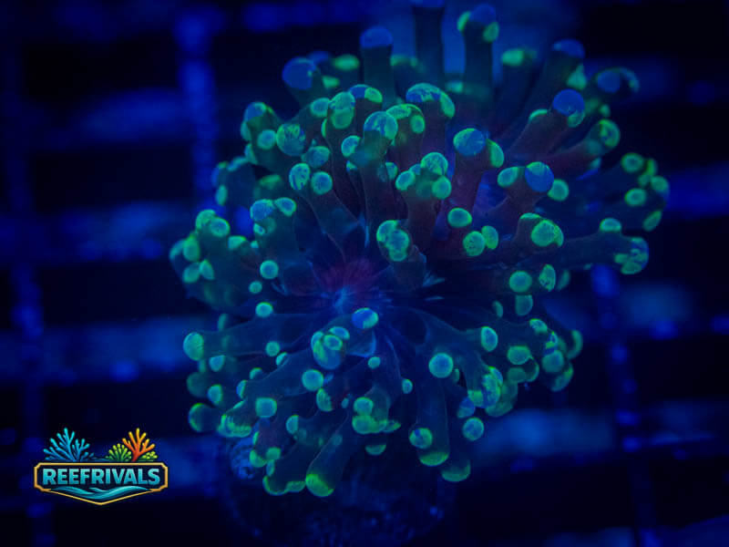 WWC Super Sour Frogspawn WYSIWYG coral image | ReefRivals WWC Super Sour Frogspawn coral image from ReefRivals, listed as Fimbriaphyllia divisa and Soft Coral