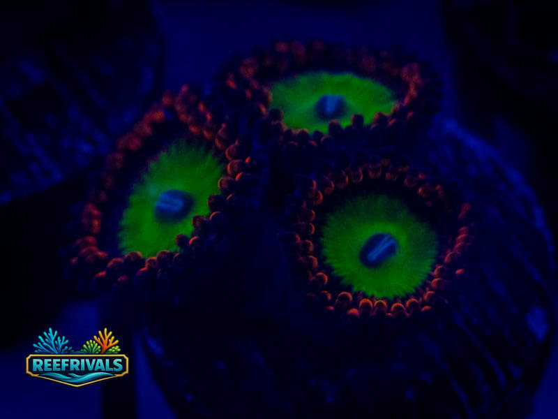 RS Emeralds on Fire Zoa coral image from ReefRivals, listed as Zoanthus sp. and Zoas