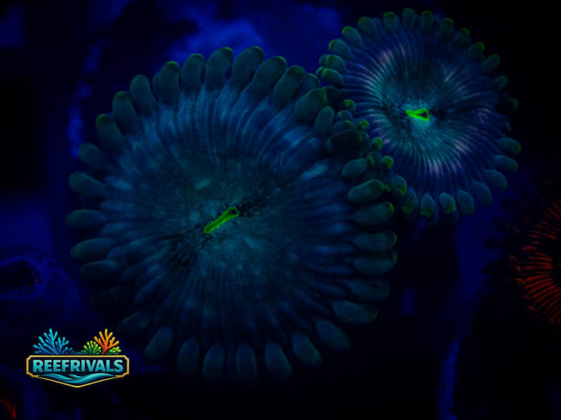 ARC Hawaiian Ding Dang Zoa coral image from ReefRivals, listed as Zoanthus sp. and Zoas