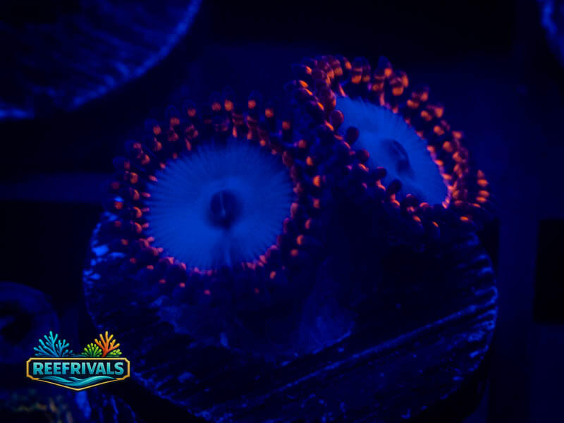QCC Spiderman Zoa WYSIWYG coral image | ReefRivals QCC Spiderman Zoa coral image from ReefRivals, listed as Zoanthus sp. and Zoas
