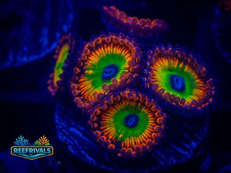 OG Electric Bowzer Zoa WYSIWYG coral image | ReefRivals OG Electric Bowzer Zoa coral image from ReefRivals, listed as Zoanthus sp. and Zoas