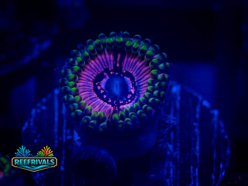 WWC Black Orchids Zoa coral image from ReefRivals, listed as Zoanthus sp. and Zoas