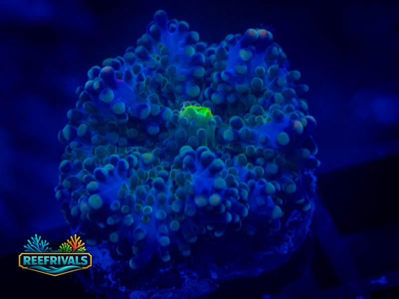 RVL Deep Blue Yuma Mushroom coral image from ReefRivals, listed as Ricordea yuma and Mushrooms