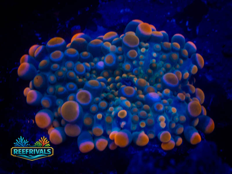 CC King Kong Bounce Mushroom WYSIWYG coral image | ReefRivals CC King Kong Bounce Mushroom coral image from ReefRivals, listed as Ricordea yuma and Mushrooms
