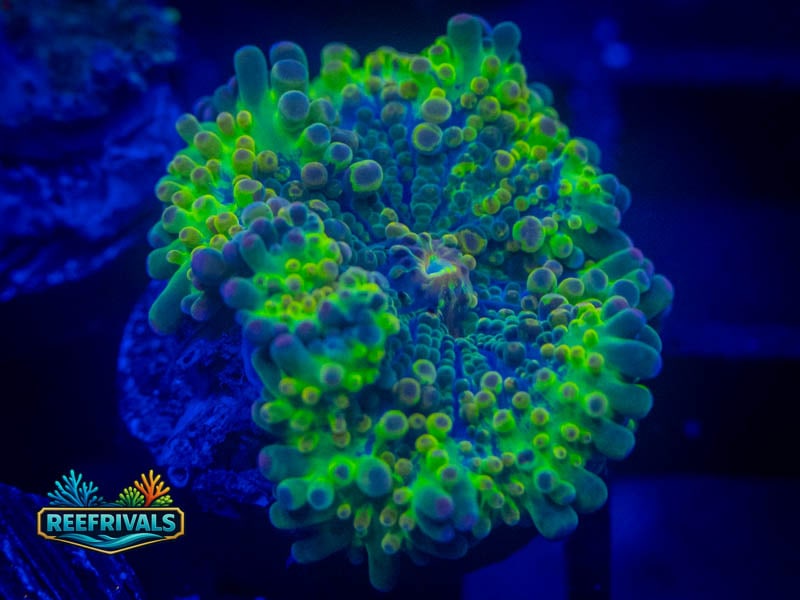 RVL Neon Rim Yuma Mushroom coral image from ReefRivals, listed as Ricordea yuma and Mushrooms