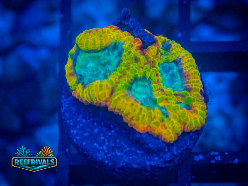 JF Yellow Submarine Favia WYSIWYG coral image | ReefRivals JF Yellow Submarine Favia coral image from ReefRivals, listed as Favia sp. and Favias