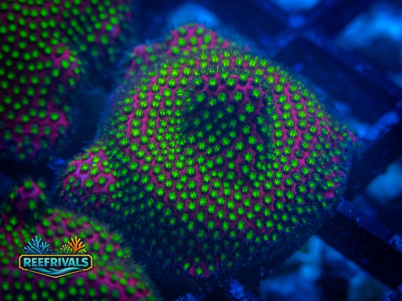 RVL Electric Daisy Stylo coral image from ReefRivals, listed as Stylocoeniella spp. and SPS Branching