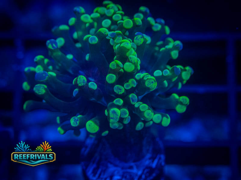 RVL Green Splatter Frammer coral image from ReefRivals, listed as Zoanthus sp. and Zoas